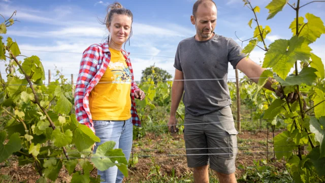 France, Morbihan (56), Sarzeau, Guillaume Hagnier et Marie Devigne au domaine viticole au village de Poulhors // France, Morbihan, Sarzeau, Guillaume Hagnier and Marie Devigne at the wine estate in the village of Poulhors