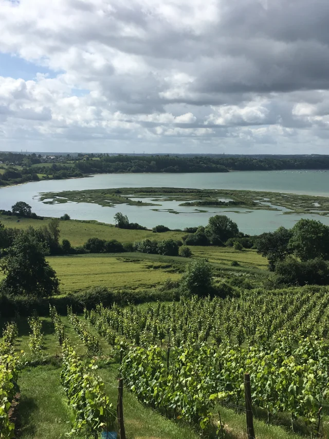 Vignes du Mont Garrot et camp Vikings