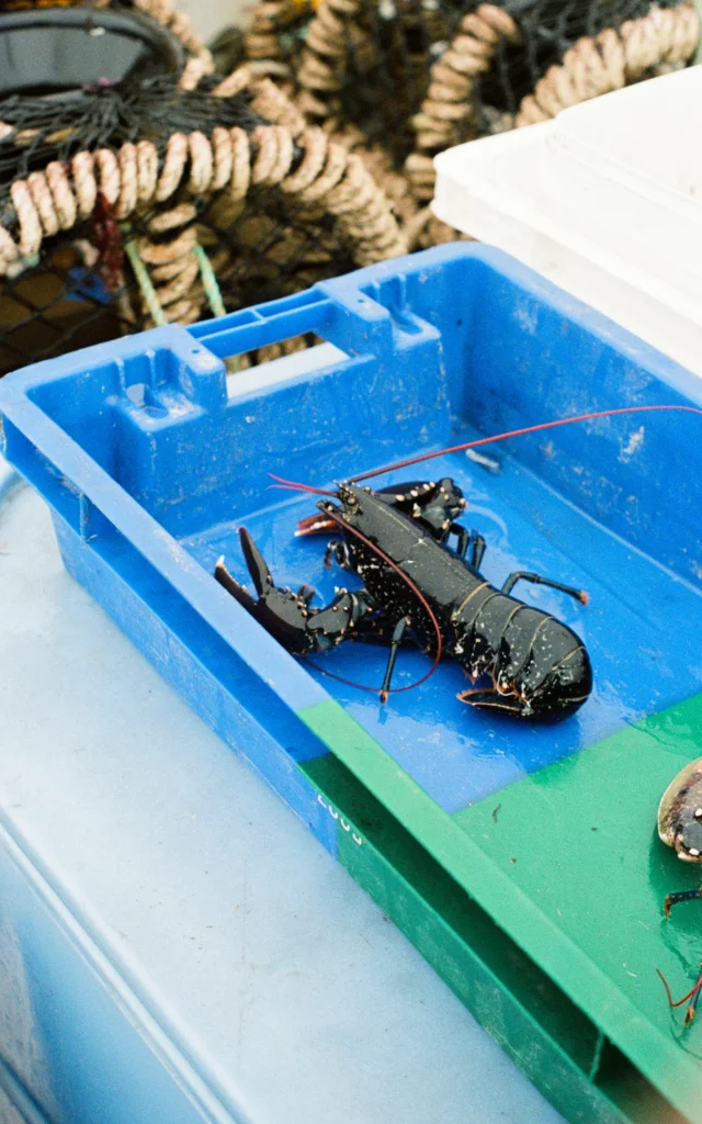 Plouguerneau - Bac à homard