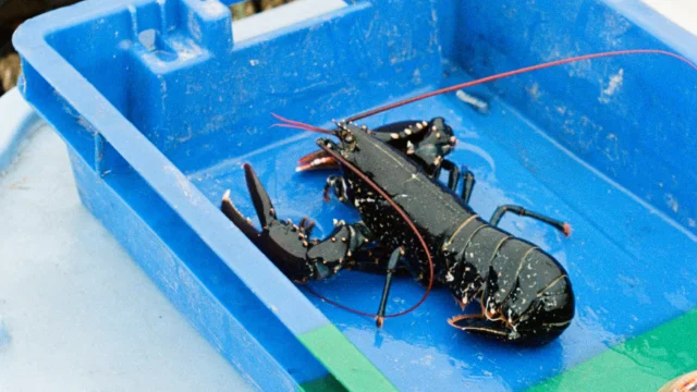 Plouguerneau - Bac à homard