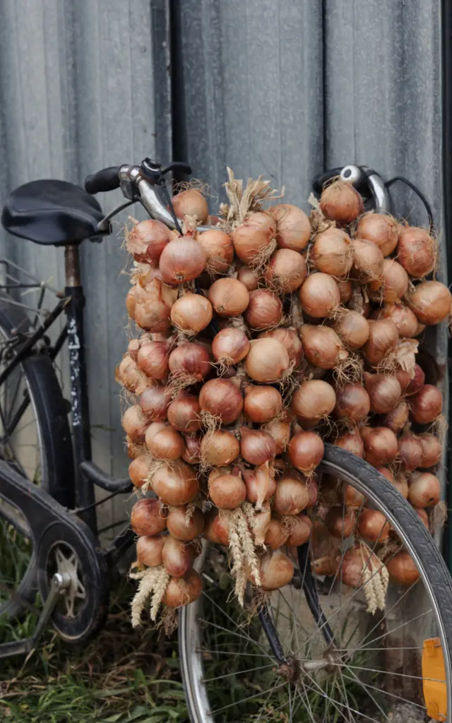 Roscoff - Tresses d'oignons de Roscoff