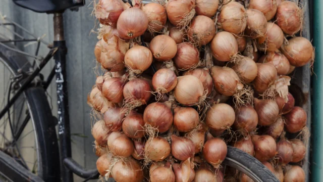 Roscoff - Tresses d'oignons de Roscoff
