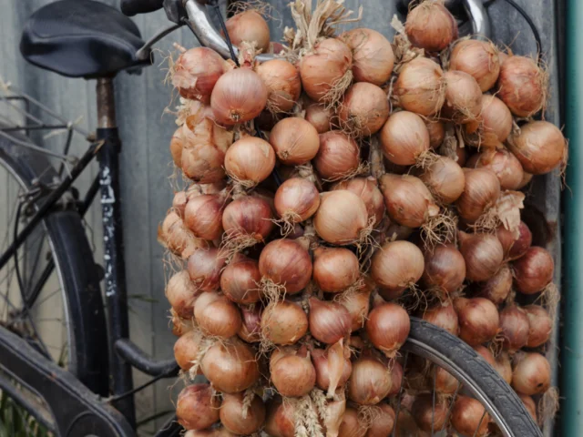 Roscoff - Tresses d'oignons de Roscoff