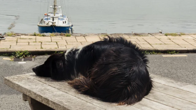 Plougastel-Daoulas - Chien sur la terrasse d'un bar - port de Lauberlac'h