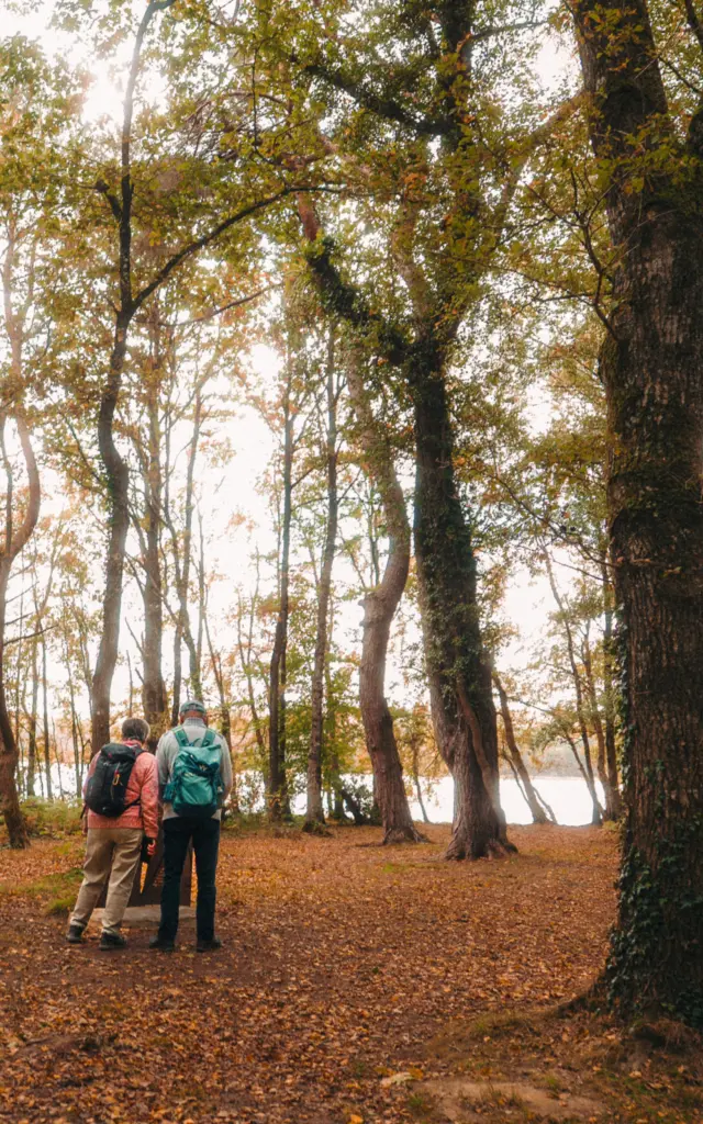 Forêt de Brocéliande - Balade en forêt