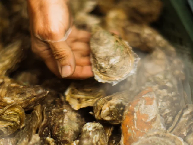 Paimpol - Huitres Maison Arin
