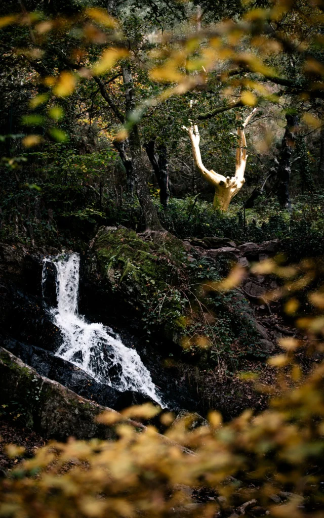 Tréhorenteuc - Arbre d'or