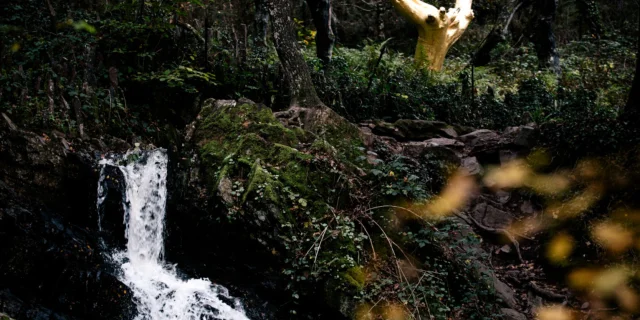 Tréhorenteuc - Arbre d'or