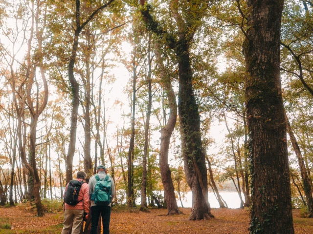 Forêt de Brocéliande - Balade en forêt