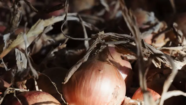 Roscoff - oignons de Roscoff