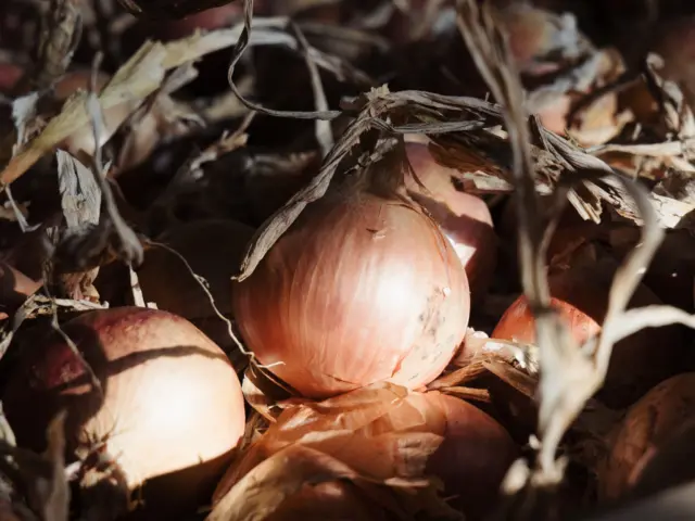 Roscoff - oignons de Roscoff
