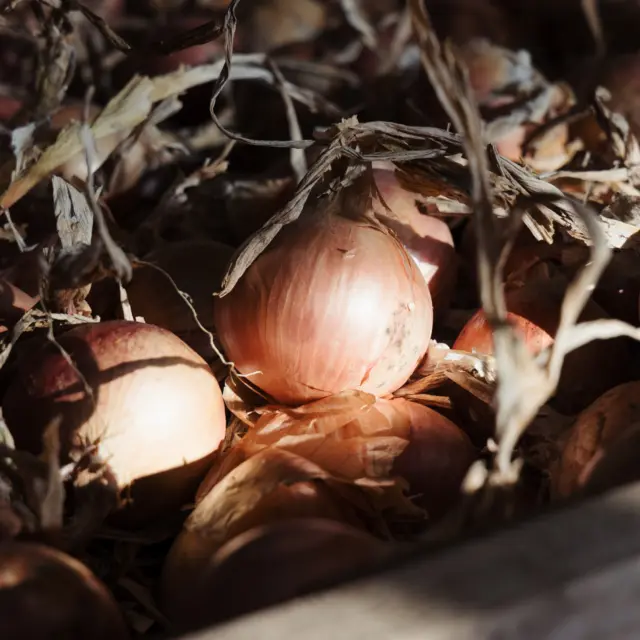 Roscoff - oignons de Roscoff