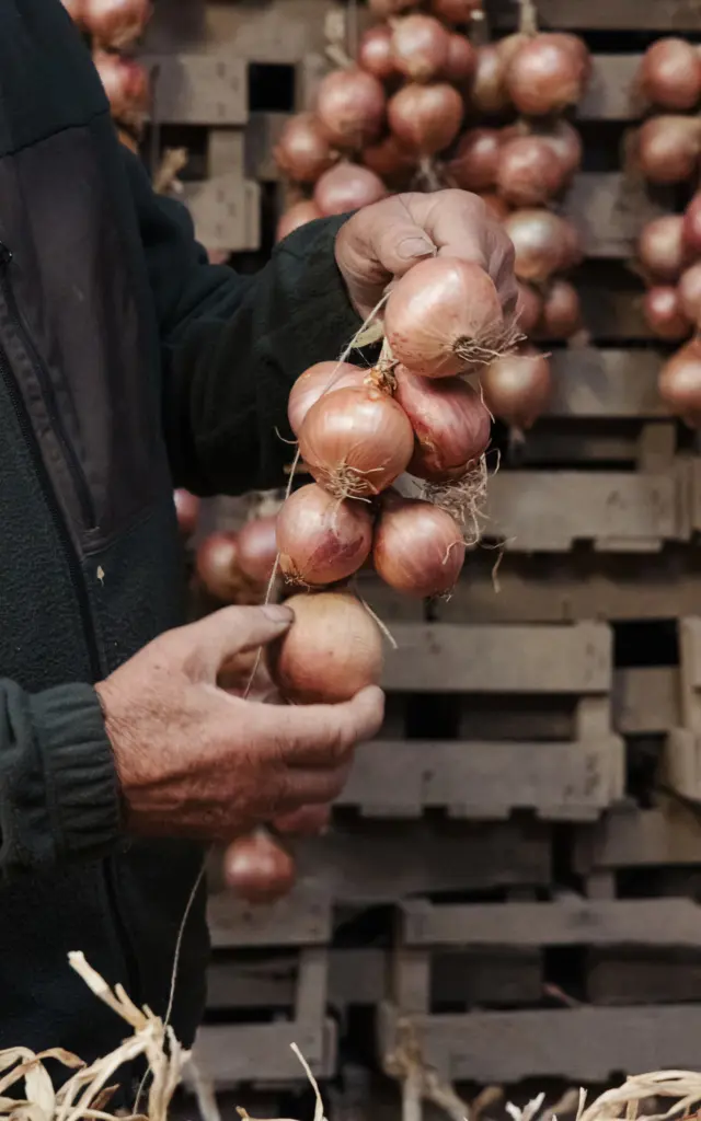 Roscoff - Tresses d'oignons de Roscoff
