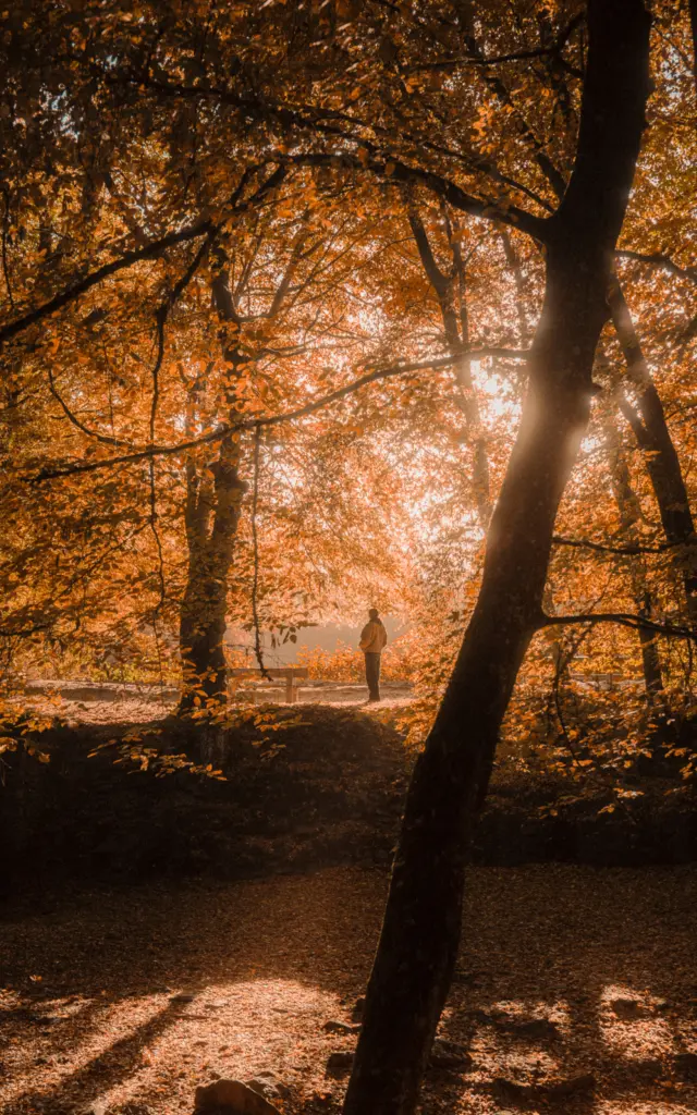 Forêt de Brocéliande - Balade en forêt