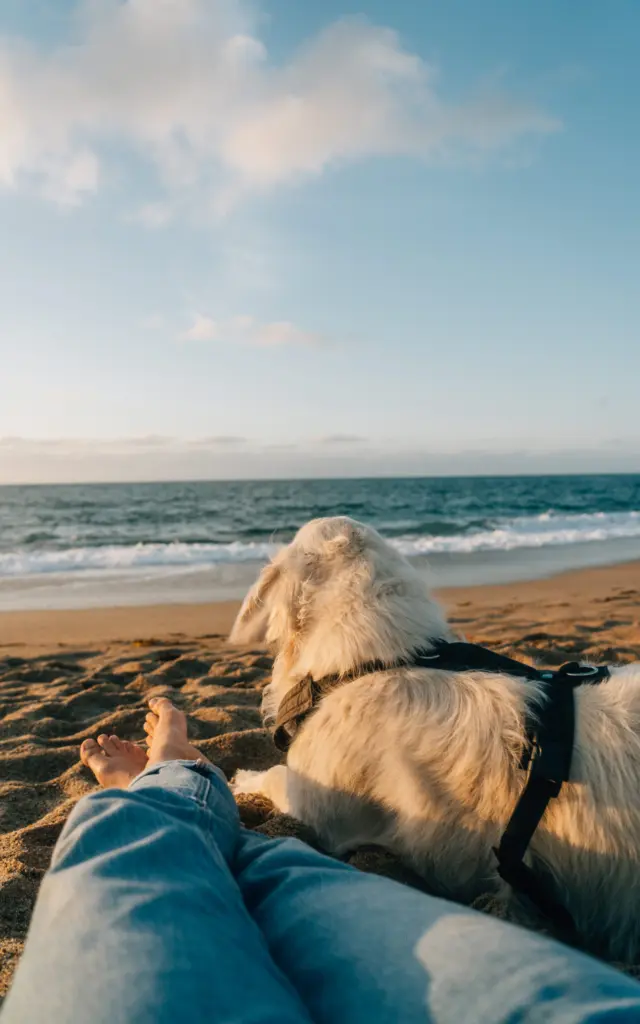 Cancale  - Détente sur la plage de Cancale avec un chien